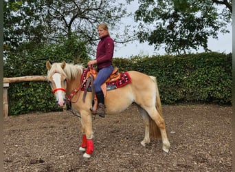 Haflinger, Stute, 4 Jahre, 14,3 hh, Fuchs