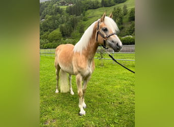 Haflinger, Mare, 4 years, 14,3 hh