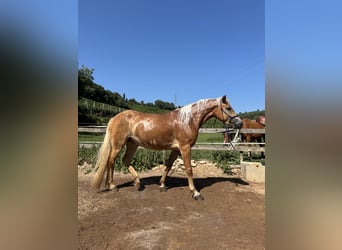 Haflinger, Mare, 4 years, 14.3 hh, Palomino