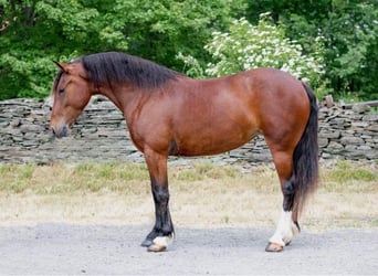 Haflinger, Mare, 4 years, 14 hh, Bay