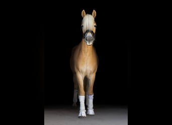 Haflinger, Mare, 4 years, 14 hh, Chestnut-Red