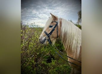 Haflinger, Mare, 4 years, 14 hh, Chestnut-Red