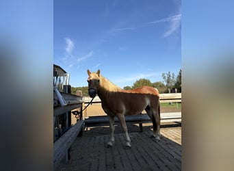 Haflinger, Mare, 4 years, 14,1 hh, Chestnut-Red