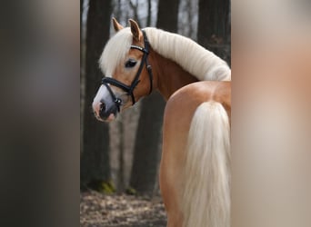 Haflinger, Mare, 4 years, 14,1 hh, Chestnut-Red