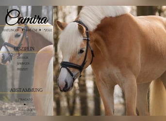 Haflinger, Mare, 4 years, 14,1 hh, Chestnut-Red