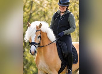 Haflinger, Mare, 4 years, 14,1 hh, Chestnut-Red