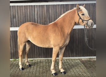 Haflinger, Mare, 4 years, 14,1 hh, Chestnut-Red