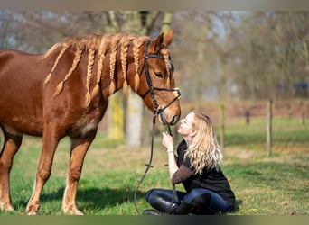 Haflinger Mix, Mare, 4 years, 14,1 hh, Chestnut-Red