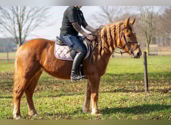 Haflinger Mix, Mare, 4 years, 14,1 hh, Chestnut-Red