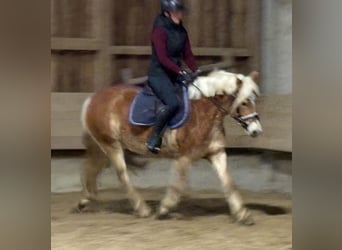 Haflinger, Mare, 4 years, 14,1 hh
