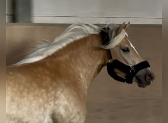 Haflinger, Mare, 4 years, 14,1 hh, Palomino