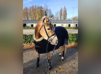 Haflinger, Mare, 4 years, 14,2 hh, Chestnut-Red