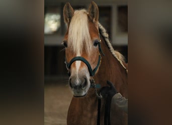 Haflinger, Mare, 4 years, 14,2 hh, Chestnut-Red