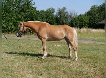 Haflinger, Mare, 4 years, 14,2 hh, Chestnut-Red
