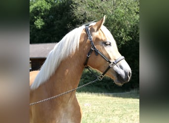 Haflinger, Mare, 4 years, 14,2 hh, Chestnut-Red
