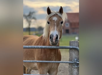 Haflinger, Mare, 4 years, 14,2 hh, Chestnut-Red