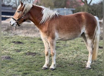 Haflinger, Mare, 4 years, 14,2 hh, Chestnut-Red