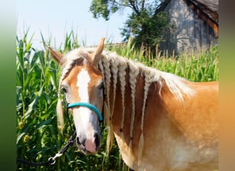 Haflinger, Mare, 4 years, 14,2 hh, Dun