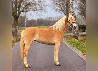 Haflinger, Mare, 4 years, 14,2 hh, Palomino