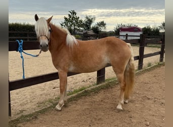 Haflinger, Mare, 4 years, 14,3 hh, Chestnut-Red