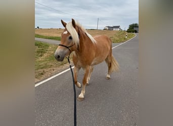 Haflinger, Mare, 4 years, 14,3 hh, Chestnut-Red