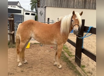 Haflinger, Mare, 4 years, 14,3 hh, Chestnut-Red