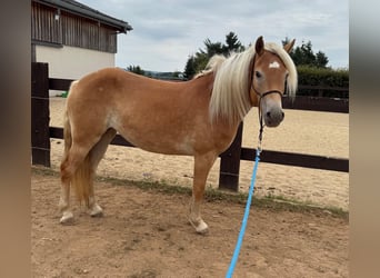 Haflinger, Mare, 4 years, 14,3 hh, Chestnut-Red