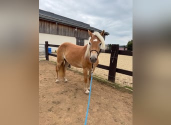 Haflinger, Mare, 4 years, 14,3 hh, Chestnut-Red