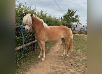 Haflinger, Mare, 4 years, 14,3 hh, Chestnut-Red
