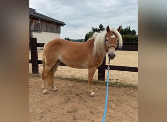Haflinger, Mare, 4 years, 14,3 hh, Chestnut-Red