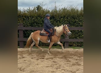 Haflinger, Mare, 4 years, 14,3 hh, Chestnut-Red