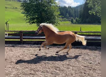 Haflinger, Mare, 4 years, 14,3 hh