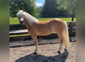 Haflinger, Mare, 4 years, 14,3 hh