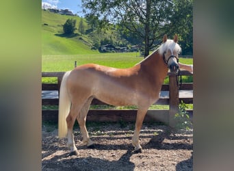 Haflinger, Mare, 4 years, 14,3 hh