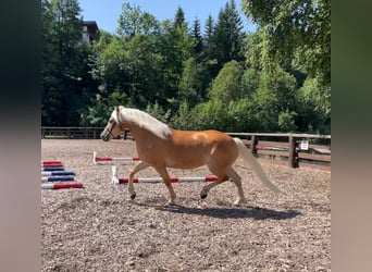 Haflinger, Mare, 4 years, 14,3 hh