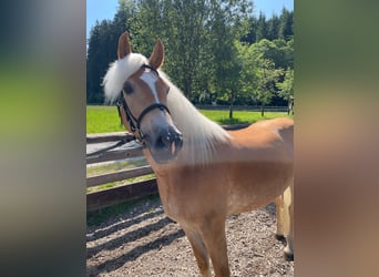 Haflinger, Mare, 4 years, 14,3 hh