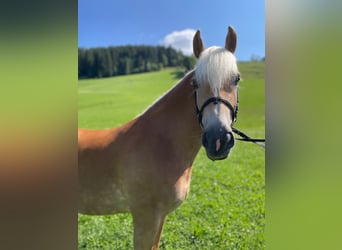 Haflinger, Mare, 4 years, 14,3 hh