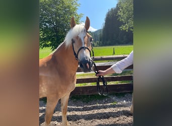 Haflinger, Mare, 4 years, 14,3 hh