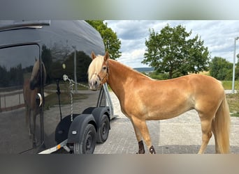 Haflinger, Mare, 4 years, 15,1 hh, Brown-Light