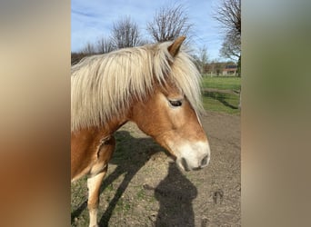 Haflinger, Mare, 4 years, 15.2 hh, Brown
