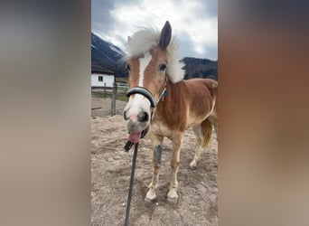 Haflinger, Mare, 4 years, 15,2 hh, Brown-Light