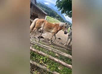 Haflinger, Stute, 4 Jahre, 15,2 hh, Hellbrauner