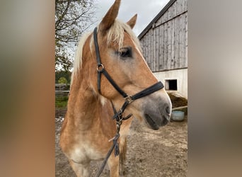 Haflinger, Mare, 4 years, 15,2 hh, Brown-Light