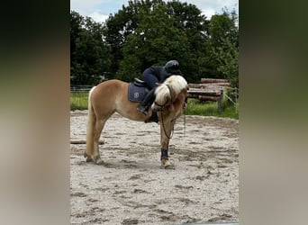 Haflinger, Stute, 4 Jahre, 15,2 hh, Hellbrauner