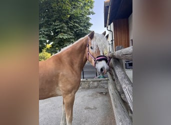 Haflinger Mix, Mare, 4 years, 15 hh, Chestnut-Red