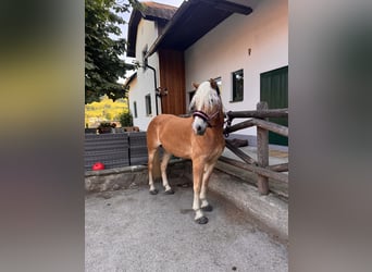 Haflinger Mix, Mare, 4 years, 15 hh, Chestnut-Red
