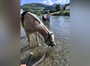 Haflinger Mix, Mare, 4 years, 15 hh, Chestnut-Red