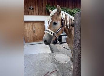 Haflinger Mix, Mare, 4 years, 15 hh, Chestnut-Red