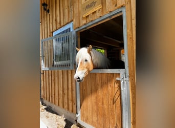 Haflinger Mix, Mare, 4 years, 15 hh, Chestnut-Red