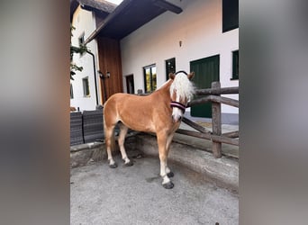 Haflinger Mix, Mare, 4 years, 15 hh, Chestnut-Red